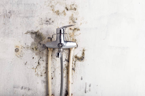 Best Health and Safety Mold Remediation in Senatobia, MS