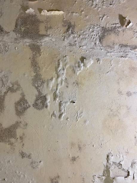 Best HVAC Mold Remediation in Senatobia, MS